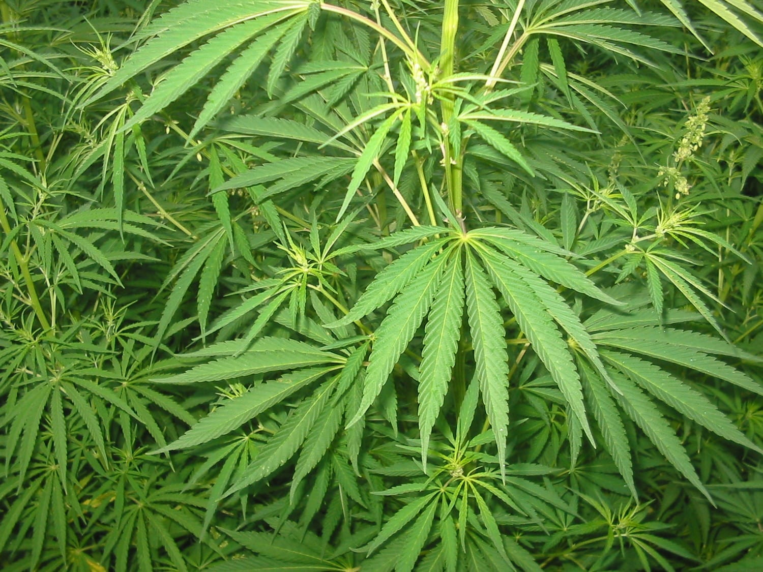 20181116-105110-Cannabis_01_bgiu-wikipedia.jpg